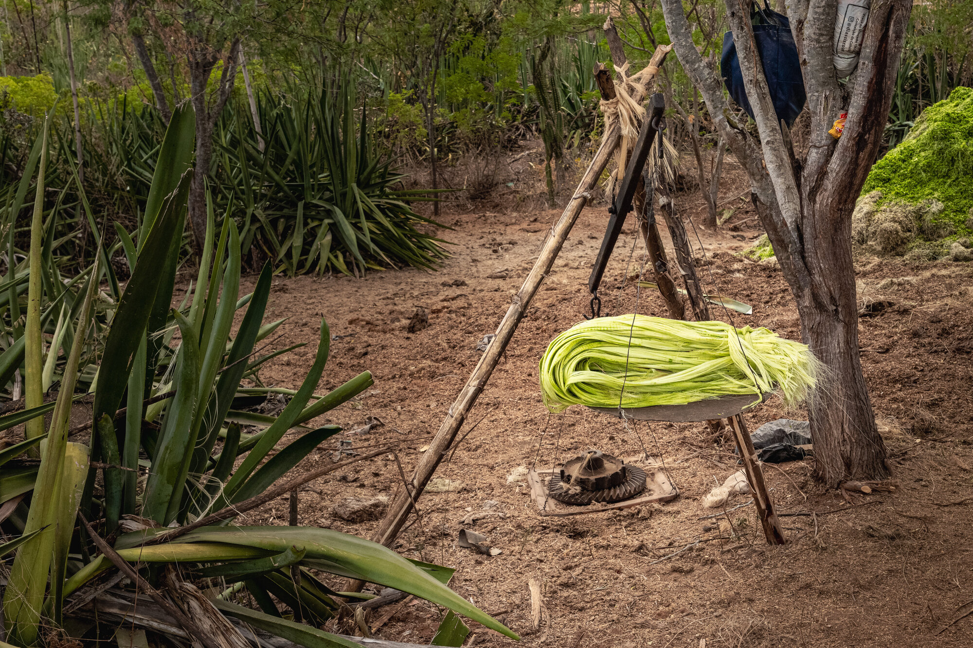 Balança artesanal de madeira suspensa em meio à vegetação de sisal, sustentando um monte de fibra recém-beneficiada em tom verde-claro.