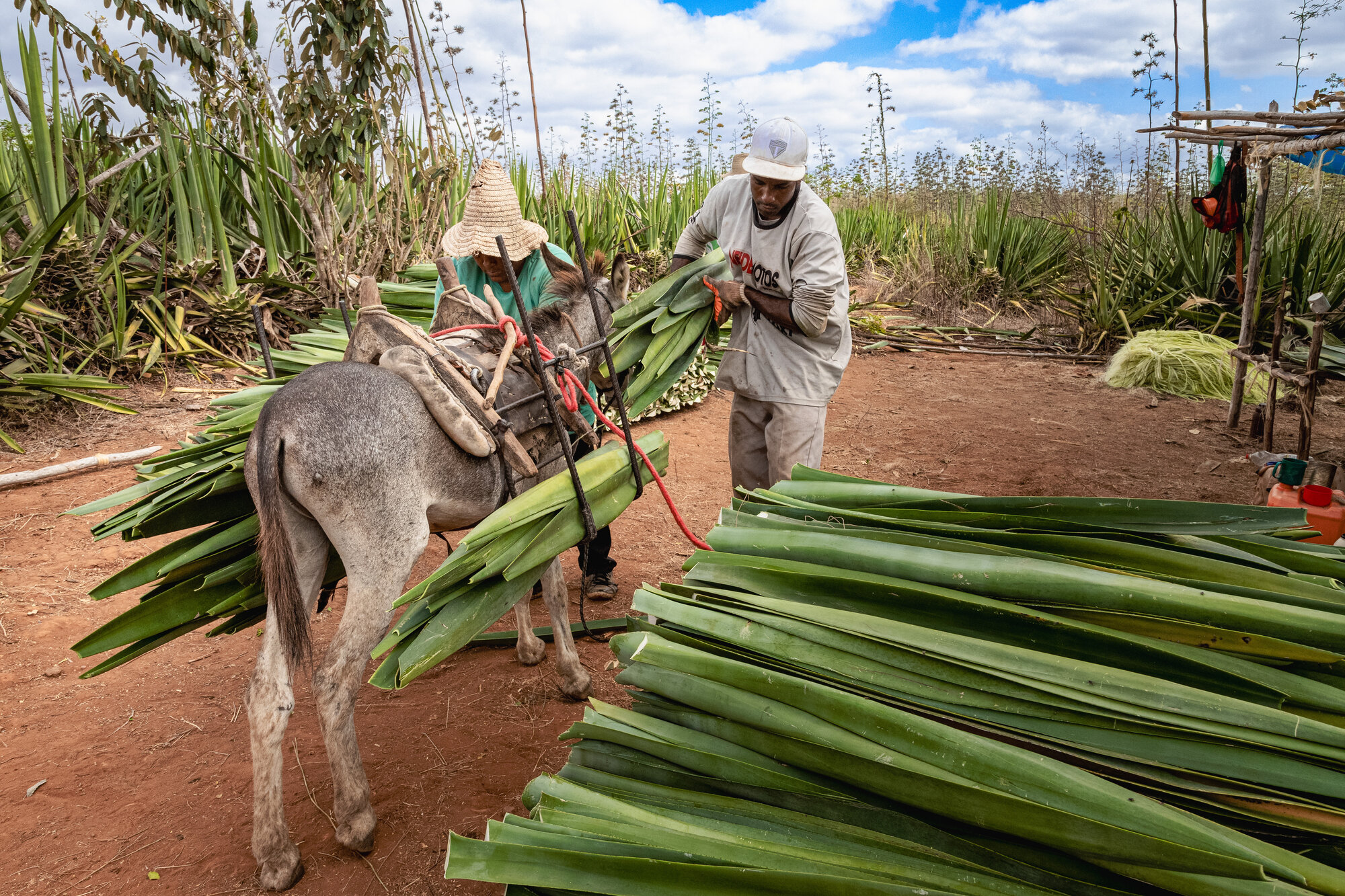 Um jumento carregado de folhas de sisal ao lado de um casal que descarrega as folhas sobre uma pilha, em um campo de sisal sob céu azul com nuvens.